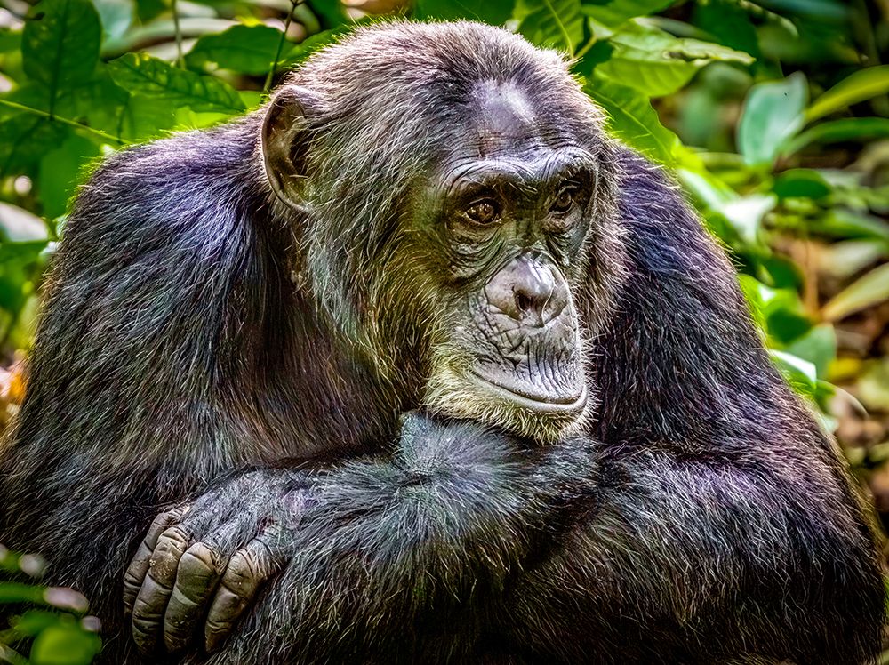 Bwindi Forest, Uganda. Close-up common chimpanzee in the tropical rainforest.